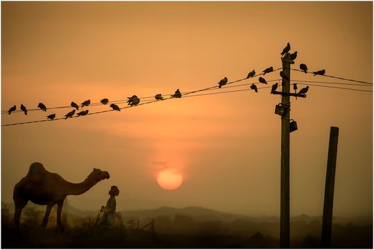 Pushkar Camel Fair